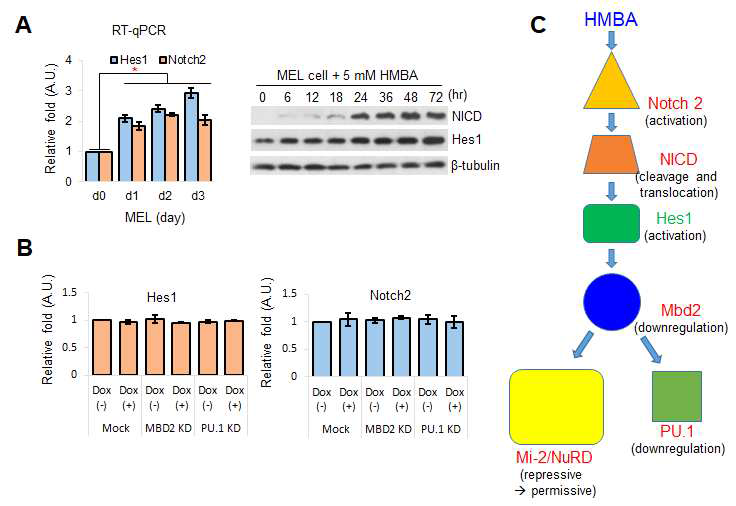 MEL 분화유도에 따른 NICD 및 Hes1의 발현과 Mbd2 발현 감쇄에 대한 가설