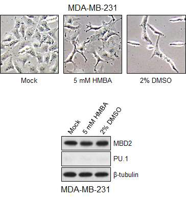 MDA-MB-231 세포는 HMBA나 DMSO 처리에 의해 세포사가 유도됨