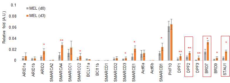 MEL 세포 분화과정 중 pBAF 복합체 단백질의 발현 변화 분석