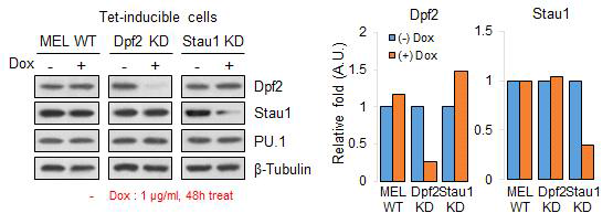 MEL 세포에서 Dpf2에 대한 Stau1의 SMD가 일어남.