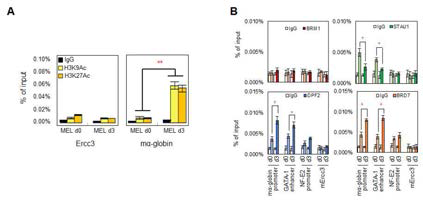 MEL 세포의 적혈구 분화 유도에 따른 α-글로빈 유전자 프로모터에서의 히스톤 수식화와 적혈구 분화 표지 유전자 조절부위에서 pBAF 구성단백질의 ChIP-qPCR 분석