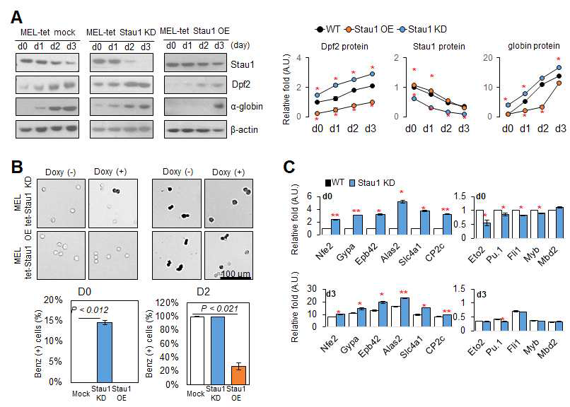 Stau1은 MEL 세포의 적혈구 분화를 유도할 수 있음
