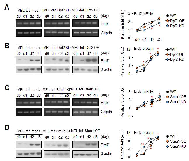 Dpf2 및 Stau1에 의한 Brd7의 발현조절