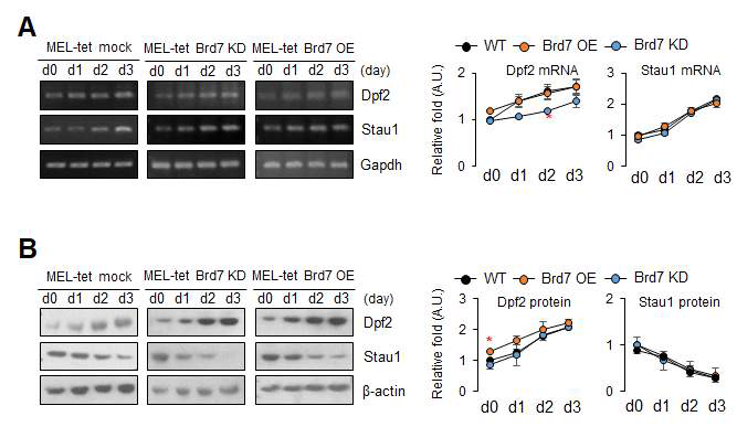 Brd7에 의한 Dpf2 및 Stau1의 발현조절 분석