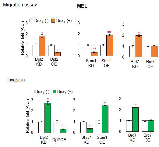 Dpf2, Stau1 및 Brd7에 의한 MEL 세포의 in vitro 암 전이능 분석