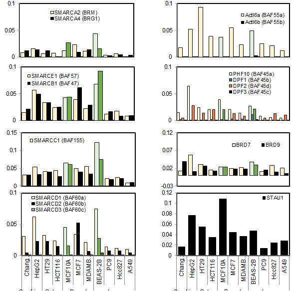 다양한 고형암 세포주 대상 BAF 구성인자의 RT-qPCR 발현 분석