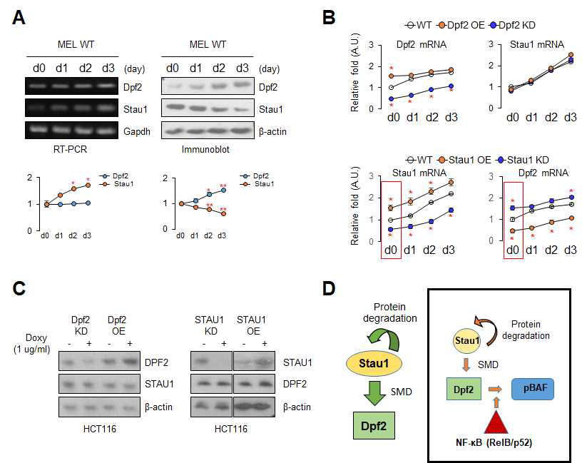 MEL 세포와 HCT116 세포에서의 DPF2 및 STAU1 단백질의 상호 조절 분석