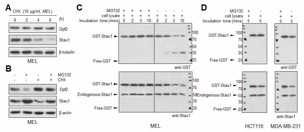 Stau1은 MEL 세포에서 분해 조절됨