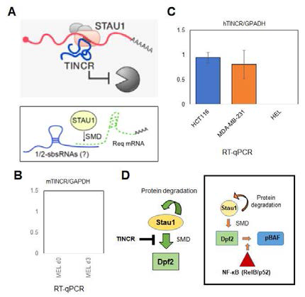 STAU1의 SMD를 저해하는 TINCR는 적혈구암에서는 발현하지 않지만 고형암에서는 발현함