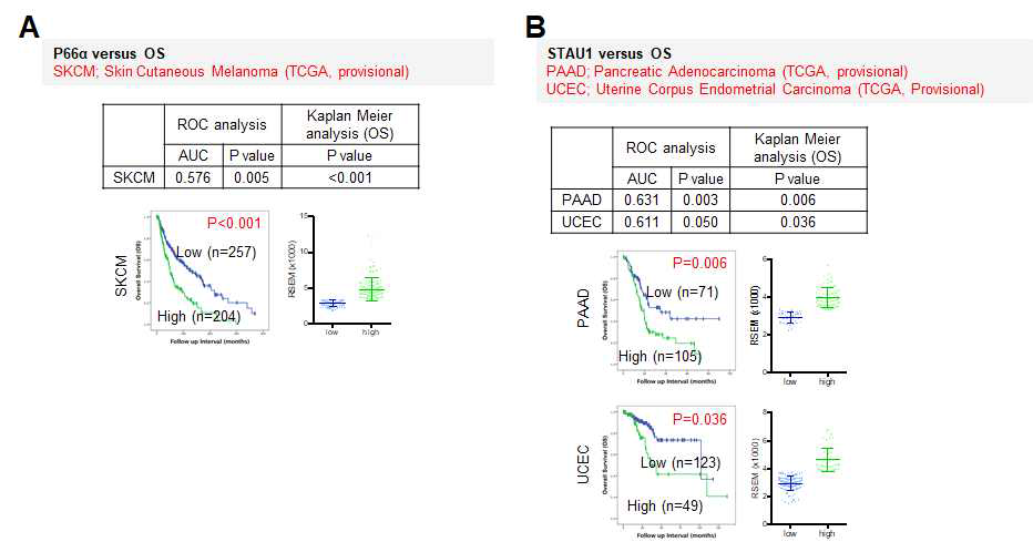 p66α 및 STAU1 mRNA 발현과 암 환자의 OS간의 상관도 분석