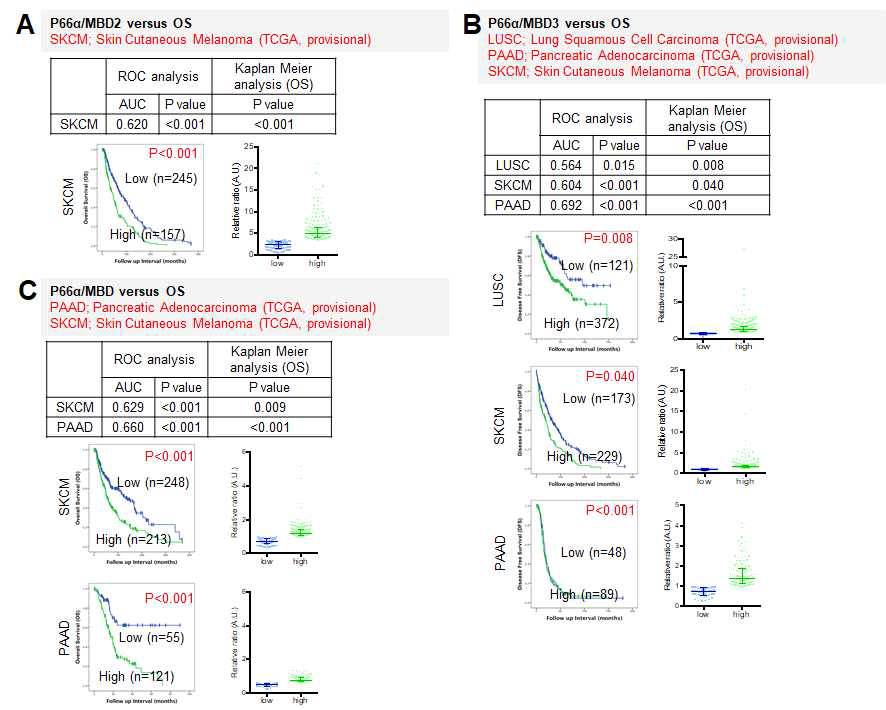 p66α 대비 MBD 단백질들의 mRNA 발현과 암환자 OS 간의 상관관계 분석