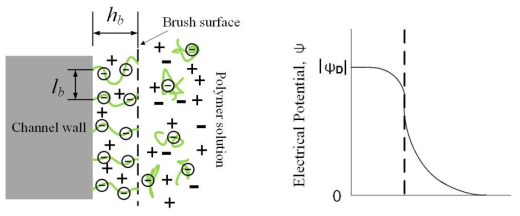 Schematics of polyelectrolyte adsorbed-layer nearby channel wall and Donnan potential (ψD) profile therein