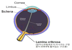 공막 (sclera)과 사상판 (lamina cribrosa)는 대표적으로 안압을 지지하는 안내 구조물들이다. 이 구조물들의 변화가 녹내장성 손상을 일으킨다는 연구 결과들이 최근 많이 보고되고 있다