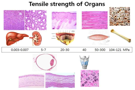 안구는 tensile strength가 높은 장기 중의 하나로 안압에 의한 압력을 견디는 구조로 되어있으며 이러한 생체역학적 특성이 중요한 장기이기 때문에 구조적인 변화에 의해 녹내장성 변화가 유발될 가능성이 높다