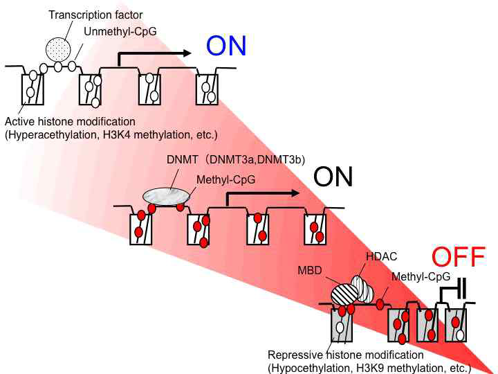 정상안압녹내장이 많은 한국인에서 발생병소인 공막과 사상판의 epigenetic pettern을 분석하고 녹내장에 의한 변화를 보는 연구가 병인을 밝히고 향후 치료의 개발을 위해 반드시 필요하다