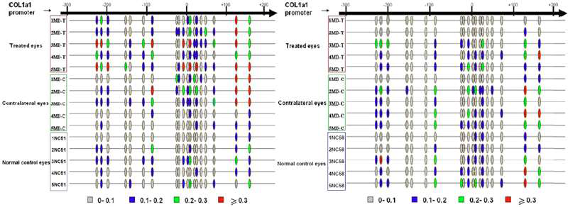 근시에서 공막의 collagen에 대한 DNA methylation이 관여할 가능성에 대한 최근 연구를 통해 보면 정상안압녹내장에서의 공막과 사상판의 변화 역시 이 구조물들의 주 구성성분인 collagen과 elastin에 의해 매개될 가능성이 있어 공막과 사상판의 DNA methylation이나 histone acetylation/methylation 패턴을 분석하고 녹내장에 따른 변화를 보는 연구가 반드시 필요하다