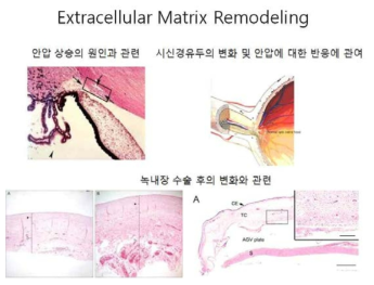 녹내장 환자의 안압 상승이나 녹내장 수술 후의 변화와 관련하여 세포외기질의 변화가 중요하다는 연구는 많이 이루어졌다. 하지만 시신경유두를 이루는 세포외기질이 안압에 의해 변화된다는 연구는 최근 제시되는 내용으로 이것에 따라 녹내장에 대한 susceptibility가 결정된다는 주장이 제시되고 있다