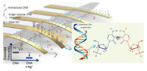 마이크로 공진기를 이용한 은 이온 검출 모식도