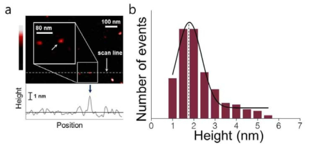a) 원자 현미경으로 측정한 생체분자(골수암 백혈병 관련 단백질-Abl tyrosine kinase)의 이미지와 높이 분석, b) 측정된 높이에 따른 개수분포 그래프