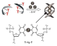 Thymine과 Thymine 사이에 수은이온이 들어갈 경우의 개략도