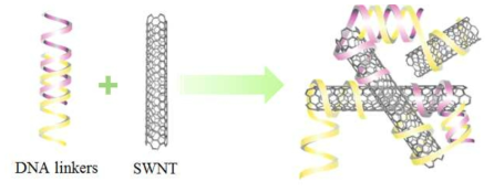 DNA 연결고리를 이용한 탄소나노튜브 응집 개략도