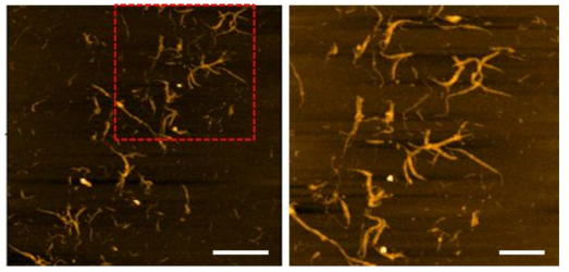 응집된 탄소나노튜브의 AFM 이미지 (오른쪽 하단 scale bar 는 각각 1 μm (좌), 0.5 μm (우)