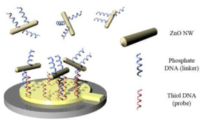 수정 진동 저울과 인산기 염 DNA를 이용하여 산화 아연 나노선을 검출하는 모식도