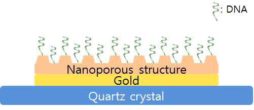 나노바이오복합체 센서의 단면도