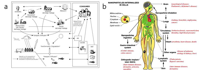 a) 나노 물질들이 먹이사슬을 통하여 인체에 흡수되는 모식도 b) 나노 독성 물질이 인체에 미칠 수 있는 질병 가능성 모식도