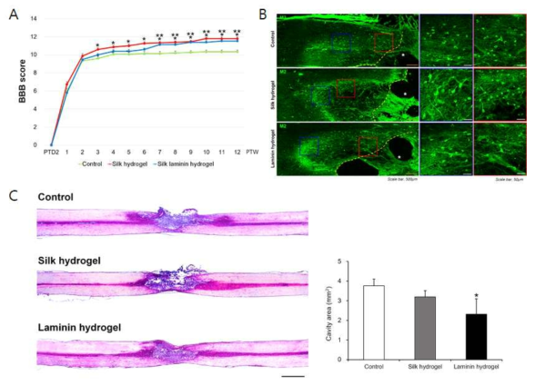 기능성 하이드로젤(silk hydrogel) 혹은 기능성 하이드로젤과 라미닌(silk laminin hydrogel)을 직접 역분화 줄기세포와 같이 흰쥐의 척수좌상모델에 이식한 효과. (A) 이식 12주 간 관찰한 행동학적 평가(BBB score) 결과, (B) 이식 12주 후 신경줄기 세포의 생존 정도 비교, (C) 손상된 척수부위의 동공(cavity)의 크기 비교