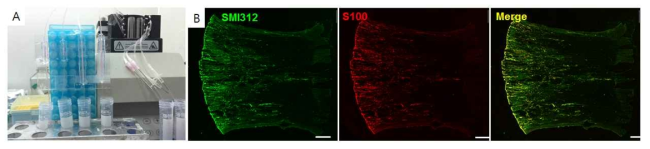 스캐폴드가 장착되면 스캐폴드 내부에 세포 배양액이나 이식할 세포들을 순환사칼 수 있는 삼차원 스캐폴드 배양 시스템(A) 및 스캐폴드 말단부에 신경세포를 부착하고 시스템 내 장착 후 1주 뒤 염색한 사진(B)