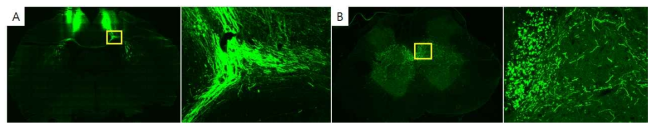 운동피질 내 GFP-AAV를 주입한 6주 뒤 운동피질(A, 우측은 확대 사진) 및 요수 3번(B, 우측은 확대 사진)에서 확인한 피질척수로