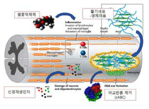 기존의 척수손상 동물모델 연구 결과를 토대로 조합 가능한 융합치료 방법들
