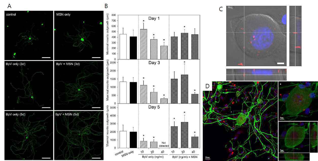 PTEN억제제(BpV)와 결합된 MSN의 신경세포 재생효과 분석. (A)시기(1,3,5일)별 신경 성장정도 염색사진과 (B)정량화 결과, (C) 일차배양한 배근신경절 세포 내 MSN의 분포 정도, (D) 마우스 배근신경절 내 MSN의 분포