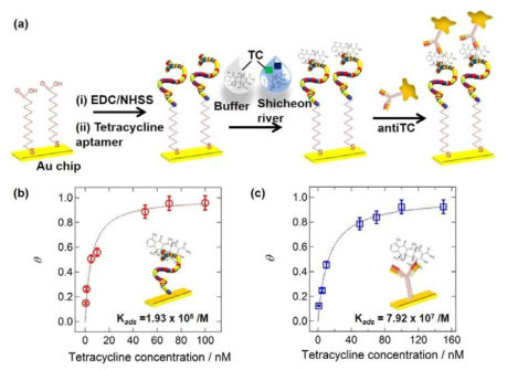 (a) Tetracycline 검출을 위한 SPR 기반의 샌드위치 바이오센서의 모식도. (b) 버퍼 조건 내 압타머 칩 및 (c) 항체 칩과의 결합력 확인의 SPR 데이터