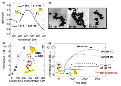 (a) 금 나노스타 입자에 도입한 tetracycline 항체의 존재 유무 확인을 위한 UV-vis 및 (b) TEM 데이터 및 (c) 압타머-항체 샌드위치 분석법을 이용한 버퍼 내에 첨가된 aM 농도의 tetracycline을 검출한 정량곡선 및 (d) 데이터