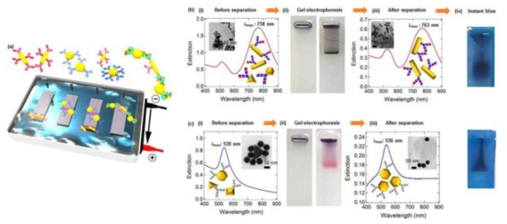 (a) 바이오기능성을 가지는 금 나노로드와 다각형의 금 나노입자 분리하는 젤영동법의 모식도. 금 나노로드 (b)와 다각형의 금 나노입자 (c)의 (i) 젤영동 분리전의 UV-vis과 TEM이미지와 (ii) 젤영동 분리 전후의 젤이미지, (iii) 젤영동 분리 후의 UV-vis과 TEM이미지, 젤영동 분리 후, 바이오기능성확인을 위한 (iv) instant blue염색 이미지
