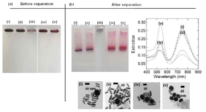 (a) 항체AAT-금 나노로드와 AAT단백질-다각형의 금 나노입자를 (i) 9:1, (ii) 7:3, (iii) 5:5, (iv) 3:7, (v) 1:9 비율별로 혼합한 금 나노입자들의 젤 영동 분리전과 (b) 분리후의 젤 이미지와 UV-vis, TEM 이미지