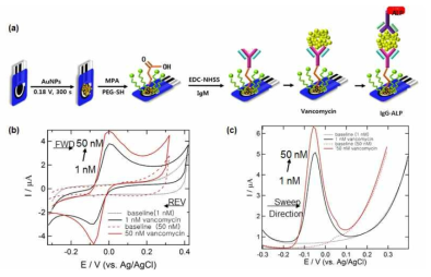 (a) vancomycin 검출용 샌드위치 나노바이오전기화학센서의 모식도와 (b-c) IgM/vancomycin/IgG-ALP 샌드위치 복합체를 APP 용액에 담궜을 때 전기화학적 변화를 측정한 데이터. (b) 순환전압전류법(CV)과 (c) 시차펄스전압전류법(DPV)