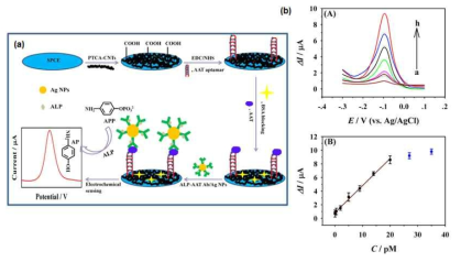 (a) AAT를 검출하기 위한 PTCA-CNTs-Ag NPs 기반의 전기화학적 샌드위치 분석법의 모식도. (b) AAT를 0.05 pM ~ 20 pM 까지 변화시켰을 때 DPV 신호변화 측정 (B). 검정곡선 (C)
