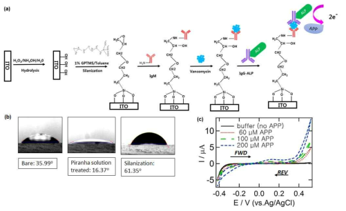 ITO 글라스 전극 기반의 샌드위치 플랫폼을 이용하여 vancomycin을 검출하기 위한 센싱 모식도, (b) ITO 글라스에 silane으로 처리하기 전과 후의 표면 친수성 정도를 contact angle 측정 장비로 분석한 결과 (c) 1 nM의 vancomycin을 검출하기 위해 APP 기질의 농도를 변화시켜 얻은 CV 데이터