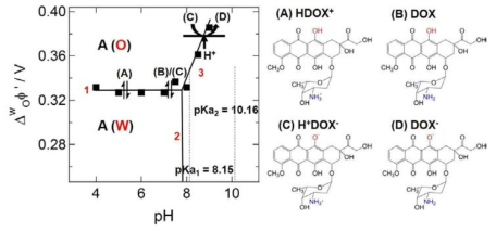 물/1,2-DCE 계면에서 물의 pH를 다양하게 변화시킬 때 각 pH에서 얻은 doxorubicin 이온종들의 전위값을 나타내는 이온분배도표