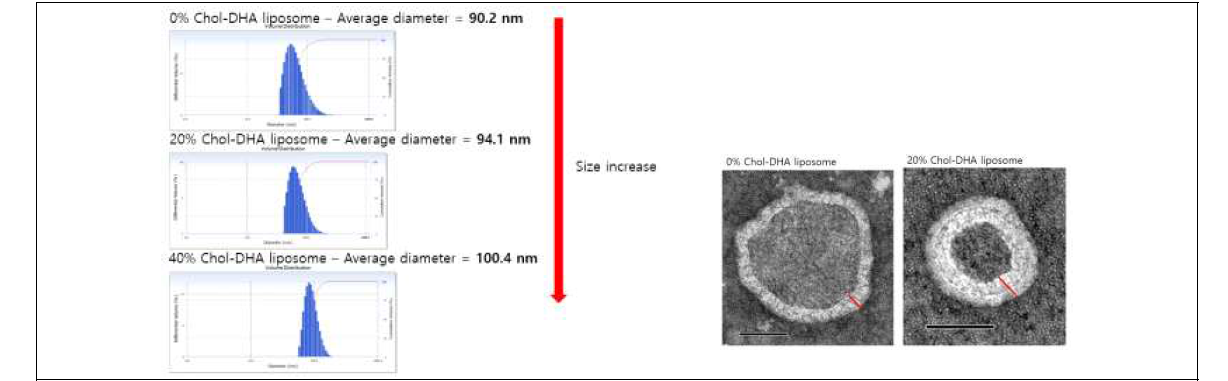 Zeta-potential (좌)와 TEM 이미지 (우)를 통해 콜레스테롤 농도 증가에 따른 리포좀 크기 및 membrane 두께의 증가 확인