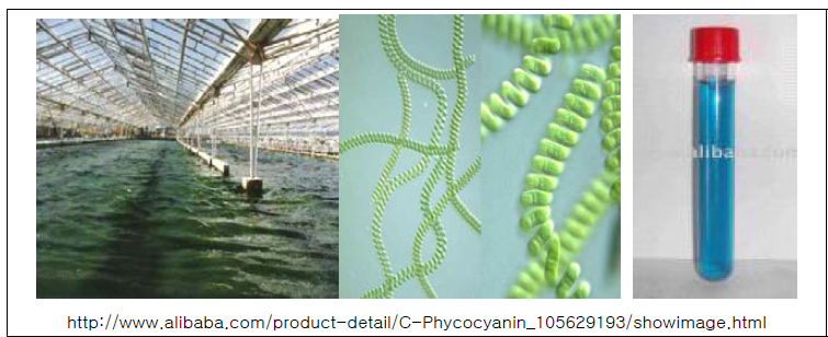 거대 배양장에서 배양되고 있는 Spirulina와 그로부터 추출된 색소 단백질 C-피코시아닌