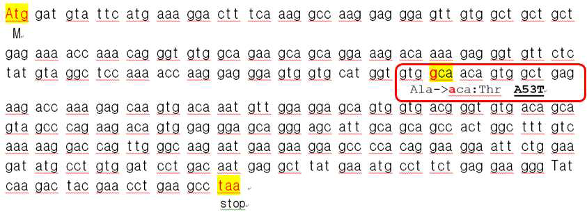 사람 α-synuclein의 nucleotide sequence로 53번째 아미노산에 해당하는 부위를 보여주고 있음. 이 gca 부위가 aca로 변이되어 파킨슨 질환을 유발하는 것으로 보고됨