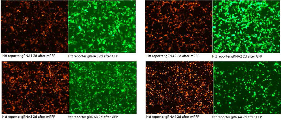 gRNA1, 2, 3, 4 번에 대한 RFP를 이용한 reporter assay cell 결과 사진