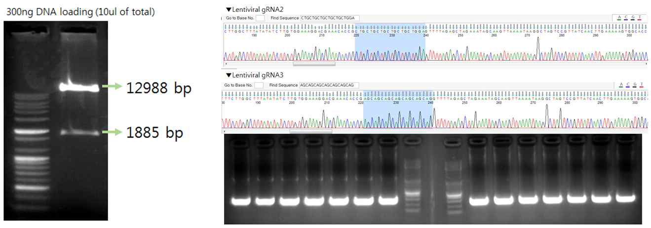 확인된 sgRNA를 lentivirus화 하기 위해 LentiCRISPR v2_#52961 (14873 bp) 를 cut하여 sgRNA를 넣은 후 sequencing 보내 확인함