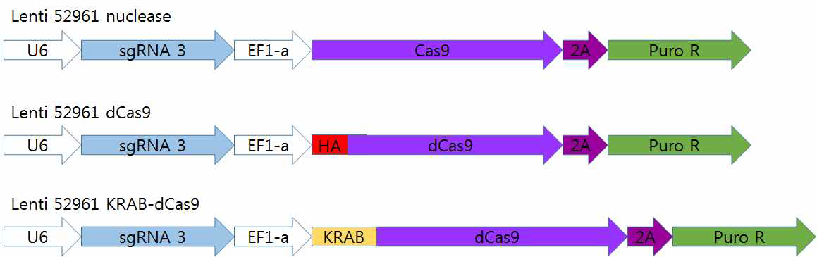 Cas9, dCas9과 KRAB-dCas9의 프로모터를 정보와 Tag 정보를 포함한 lentivirus 모식도