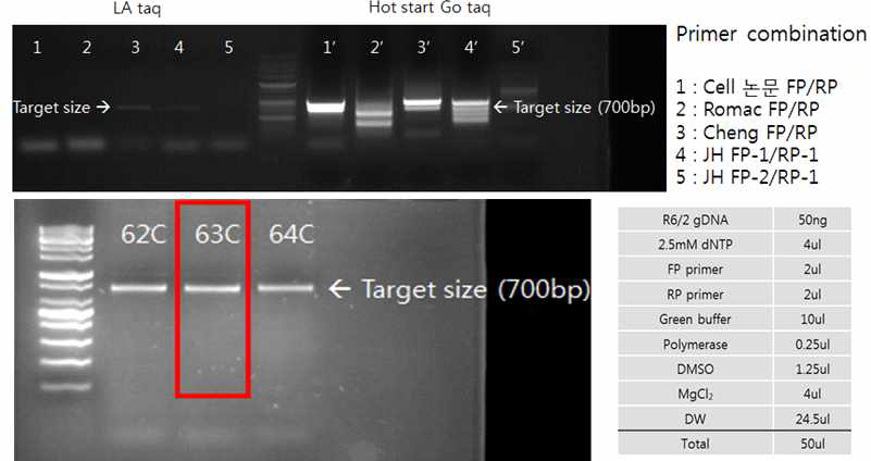 R6/2 mice gDNA에서 (CAG)n 160-170 repeat되는 긴 사이즈의 PCR 조건 확립함