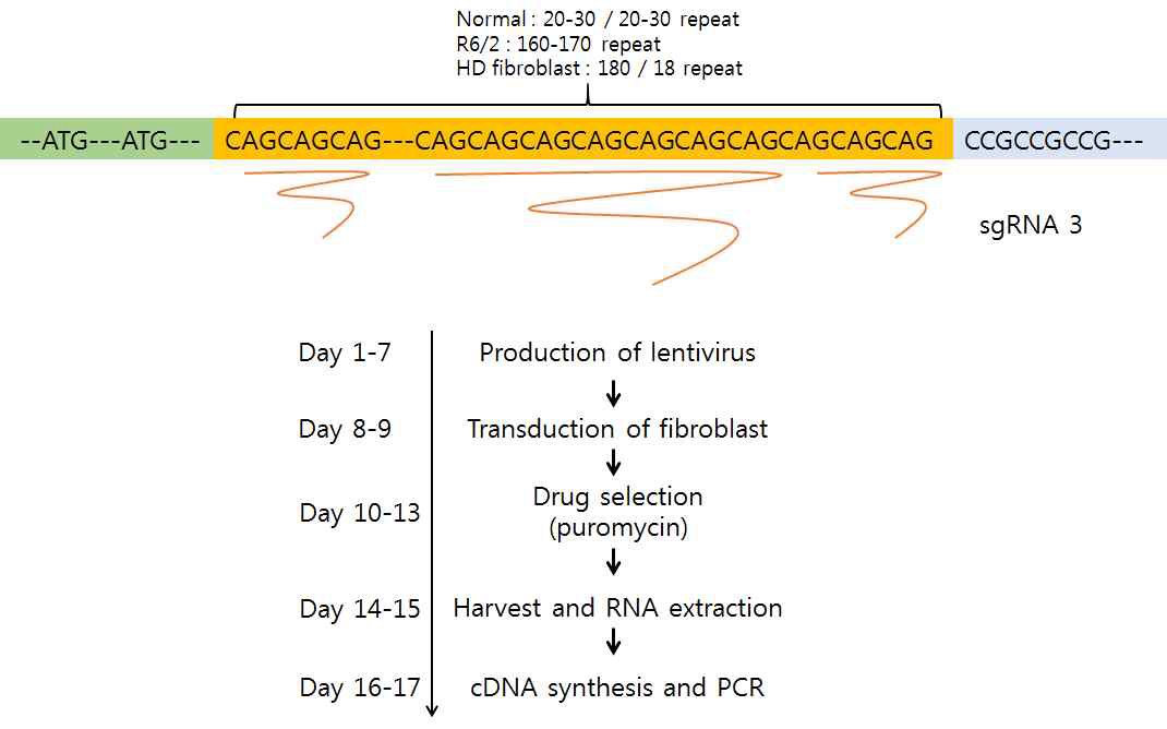 gRNA3번을 이용한 유전자 가위 (dCas9, KRAB-dCas9) 제작 후 세포내에서의 교정 process